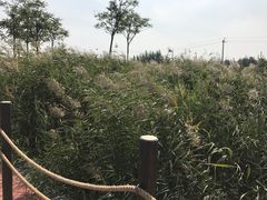 -天津东丽湖风景区