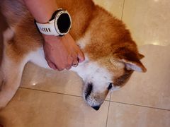 -喜柴咖啡·柴犬狗咖