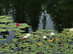 -白鹭湾湿地公园