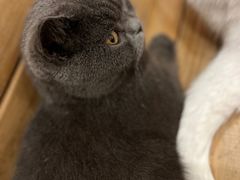 -猫的茶·猫咖