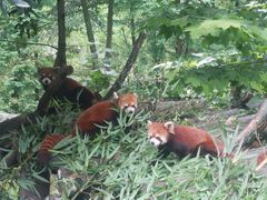 -都江堰中华大熊猫苑