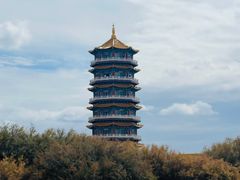 -金塔沙漠胡杨林景区