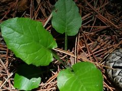 -帽儿山国家森林公园