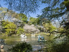 -井之头恩赐公园