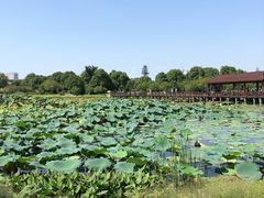 -荷塘月色湿地公园·向阳花洲