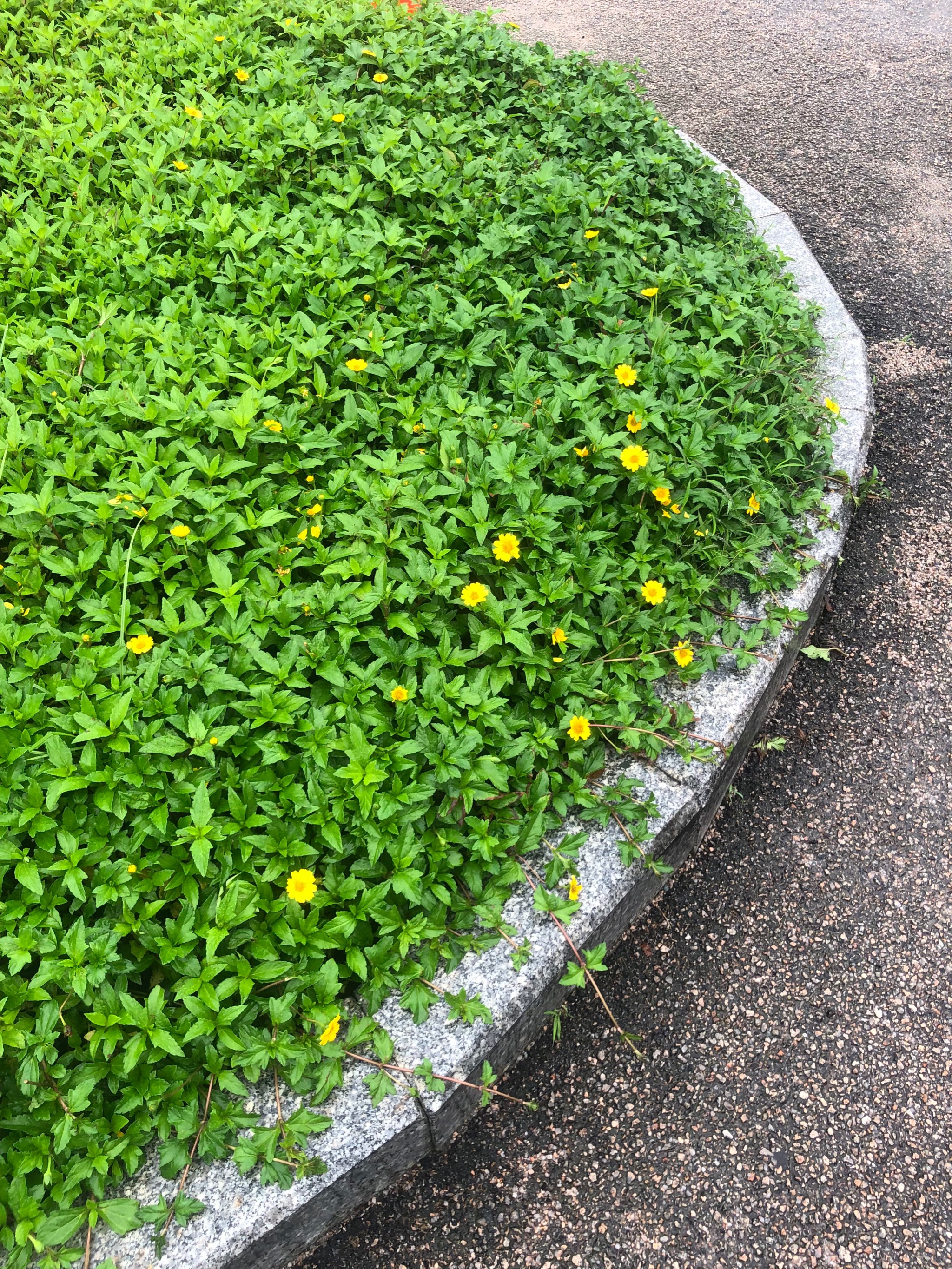 清新雨后空气