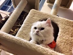 -彩虹桥宠物火化殡葬善终服务(金乐大厦店)