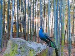 -太湖龙之梦