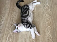 -Bastet sally猫舍购宠(静安店)