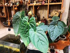 -Rabbit Cafe私房西餐甜点咖啡(栖霞路店)