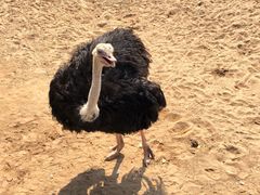 -西霞口神雕山野生动物世界