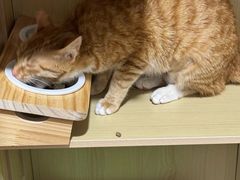 -御宝贝·A梦猫科宠物医院(国际猫友好医院)