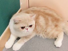 -飞行喵MR PILOT|猫舍·猫咖(静安大融城店)