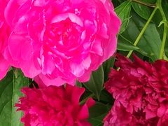 -长春公园(普阳街道)