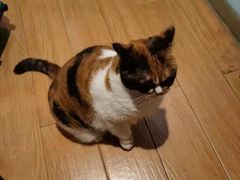 -Pets First伊珊娜洗护·精致美容·家庭式寄养(新会路店)