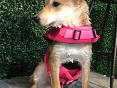 -Goku PET SHOP宠物视觉生活馆(双井店)