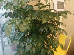 -家琳甜品(江南东店)