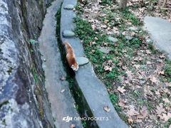 -都江堰中华大熊猫苑