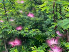 -都江堰玫瑰花溪谷