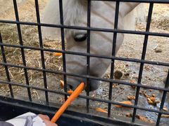 -北京群众马术培训基地