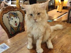 -more than meow吴止猫主题餐厅(承德 中船汇店)