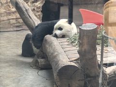 -石家庄市动物园