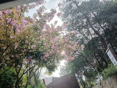 -金水泊山庄·花椒鸡(铁山坪店)