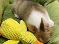 -翊宠yipet猫狗购宠庄园犬舍•猫舍