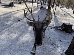 -北极村旅游风景区