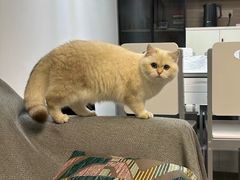 -喵zoo家庭繁育猫舍(尖东智能花园店)
