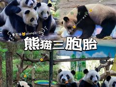 -广州长隆野生动物世界