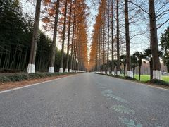 -黄海国家森林公园