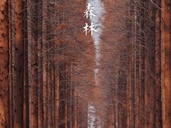 -黄海国家森林公园