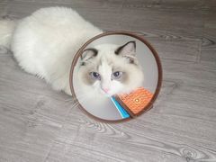 -Bastet sally猫舍购宠(静安店)