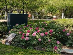 -青岛中山公园-索道售票处