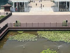 -微山湖红荷湿地景区