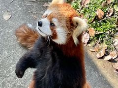 -合肥野生动物园