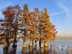-池杉湖湿地公园