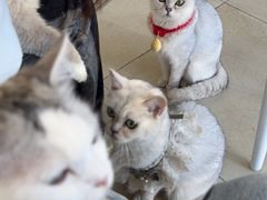 -怪兽屋·羊驼·猫咖·狗咖(俊华广场店)