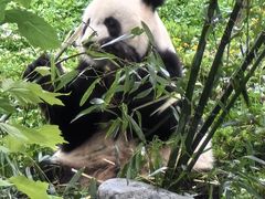 -成都大熊猫繁育研究基地