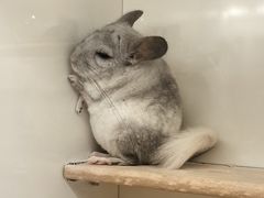 -龙猫仔乐园(惠福东路店)