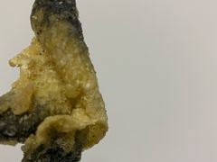 净鱼皮-西关刘福记(文德路店)