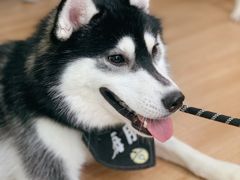 -Husky Go! 哈士奇体验馆·宠物咖啡厅狗咖