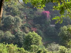-大屏嶂森林公园