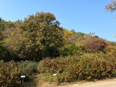 -北京西山国家森林公园