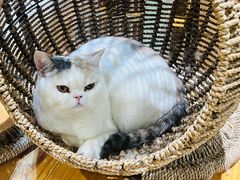-藏猫猫咖啡主题馆(中央大道店)
