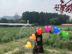 -北京东方普罗旺斯薰衣草庄园