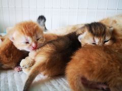 -十年猫舍·猫咪专门店(普陀店)