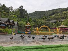 -西双版纳原始森林公园