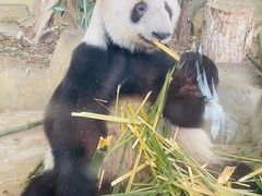 -成都大熊猫繁育研究基地